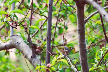 Tazmanya, Avustralya 'da yeşil tüyleri ve gözlerinin etrafında beyaz halkası olan yeşil sırtı olan beyaz gözlü kuş Tazmanya, Avustralya' da çiçek ağaçlarını kemiriyor.
