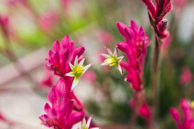 Avustralya yerlisi kırmızı kanguru pençeleri kırmızı mor çiçekli açık havada güneşli arka bahçede sığ tarlanın derinliklerinde çekiliyor.