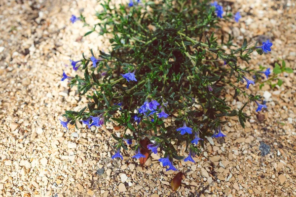 Lithodora Diffusa Planta Con Flores Azules Aire Libre Patio Trasero — Foto de Stock