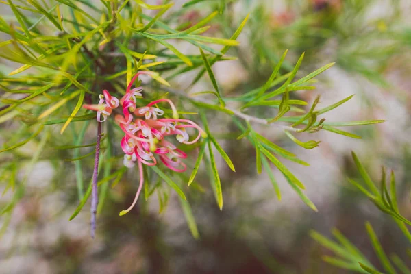 Planta Nativa Australiana Semperflorens Grevillea Com Flores Vermelhas Amarelas Livre — Fotografia de Stock