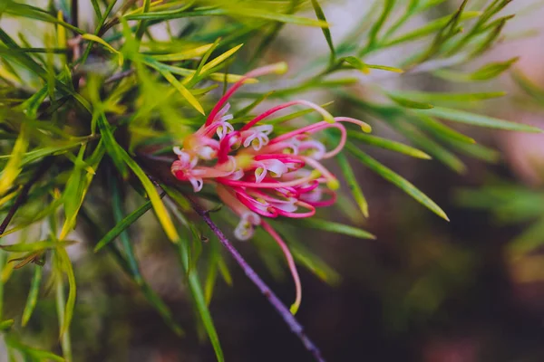 Natív Ausztrál Semperflorens Grevillea Növény Piros Sárga Virágok Szabadban Napos — Stock Fotó