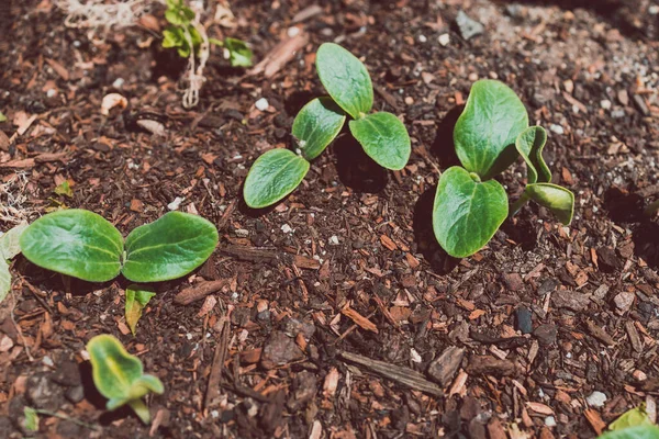 Plantas Abóbora Plantador Barril Madeira Livre Jardim Vegetal Ensolarado Tiro — Fotografia de Stock