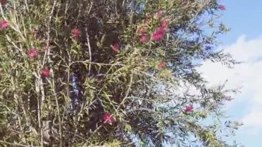  Avustralya 'nın yerlisi pembe şişe fırçası Callisten bitkisi güneşli arka bahçede.