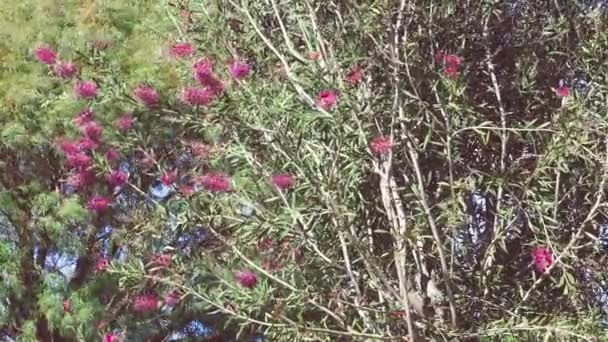 Avustralya Nın Yerlisi Pembe Şişe Fırçası Callisten Bitkisi Güneşli Arka — Stok video