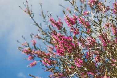 Avustralya 'nın yerlisi pembe şişe fırçası açık havada güneşli arka bahçede sığ bir tarlada çekilmiş Callisten ağacı.
