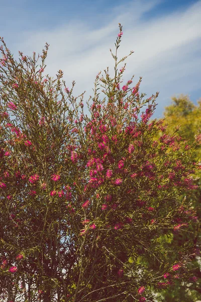 오스트레일리아 원주민 분홍빛 가문비나무 뒷마당에서 들판에서 — 스톡 사진