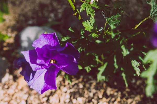 Australian native hibiscus with purple flowers outdoor in sunny backyard shot at shallow depth of field