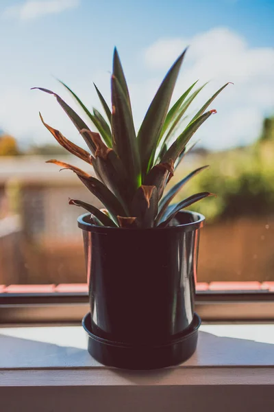 Primo Piano Della Pianta Ananas Coperto Finestra Con Cortile Bokeh — Foto Stock