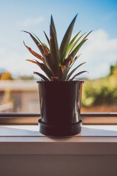 Nahaufnahme Der Ananaspflanze Drinnen Fenster Mit Hinterhof Bokeh Schuss Geringer — Stockfoto