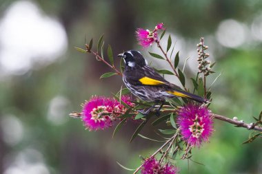 Avustralya yerlisi pembe Callistemon şişe fırçası ağacının dallarının tepesinde güneşli arka bahçede sığ bir tarlanın derinliğinde vurulan balon kuşu.