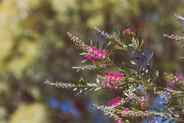 Nativní Australský Růžový Kallistemon Láhev Štětec Strom Venkovní Slunném Dvoře — Stock fotografie
