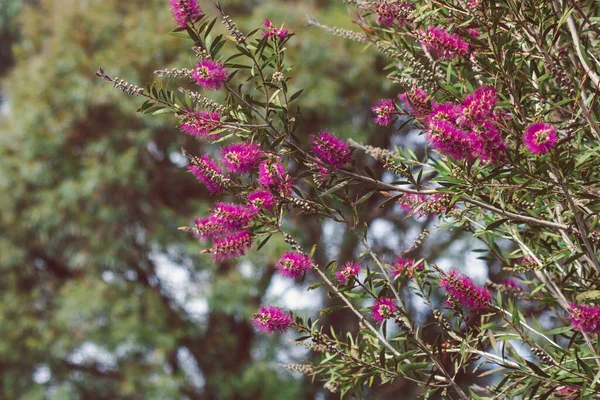 Nativo Australiano Rosa Callistemon Bottiglia Spazzola Albero All Aperto Cortile — Foto Stock