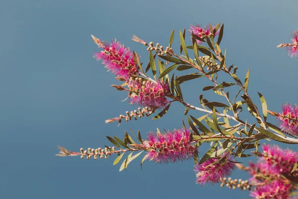 Nativo Australiano Rosa Callistemon Bottiglia Spazzola Albero All Aperto Cortile — Foto Stock