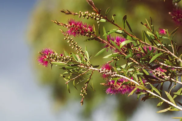 Nativo Australiano Rosa Callistemon Bottiglia Spazzola Albero All Aperto Cortile — Foto Stock