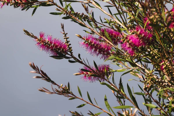 澳大利亚土生土长的粉红卡列西门树 在阳光充足的后院室外 在浅浅的田野深处拍摄 — 图库照片