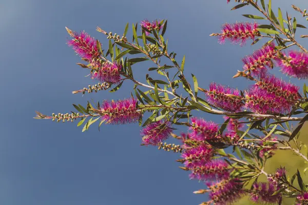 오스트레일리아 원주민 분홍빛 나무가 햇빛이 뒷마당의 야외에서 들판에서 — 스톡 사진