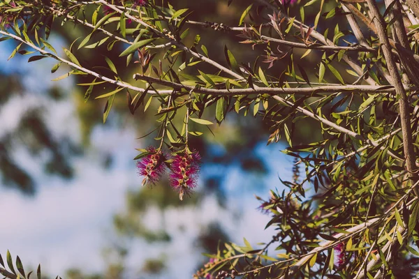 오스트레일리아 원주민 분홍빛 나무가 햇빛이 뒷마당의 야외에서 들판에서 — 스톡 사진