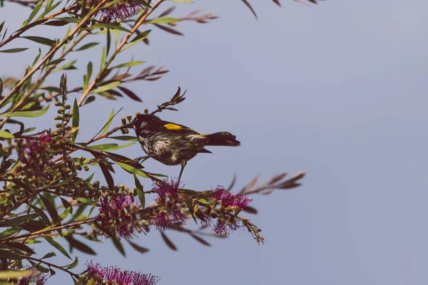 Pájaro Melífero Parte Superior Las Ramas Árbol Cepillo Botella Callistemon —  Fotos de Stock