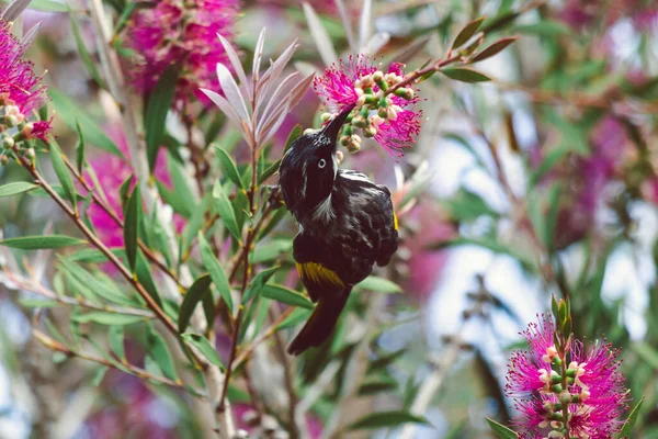 澳大利亚当地的一种粉红石灰象瓶子刷树的枝头上 有一只红眼鸟 栖息在阳光普照的后院 在浅浅的田野深处拍摄 — 图库照片