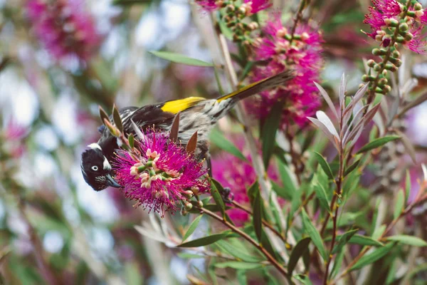 Honeyater Madár Tetején Ágak Egy Natív Ausztrál Rózsaszín Callistemon Palack — Stock Fotó