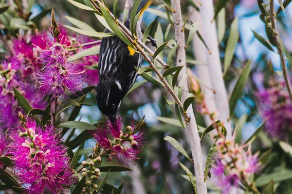 Oiseau Mangeur Miel Sur Dessus Des Branches Callistemon Rose Australien — Photo