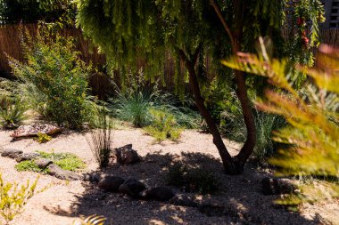 Tazmanya 'nın güneşli arka bahçesinde Avustralya' nın yerli bitkileri sığ tarlalarda vuruluyor.