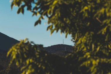 Yeşil tepeleri ve dağları olan Tazmanya manzarası ön plandaki yapraklarla kaynaşmamış dallarla çerçevelenmiş.