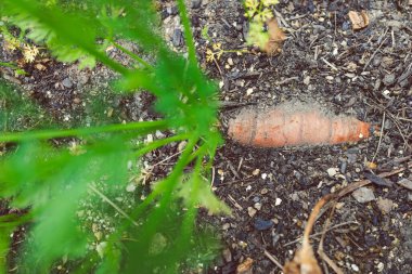 Güneşli sebze bahçesinde sığ bir tarlada çekilmiş havuç bitkisi.
