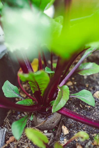 Rote Bete Pflanze Freien Sonnigem Gemüsegarten Geringer Schärfentiefe Geschossen — Stockfoto