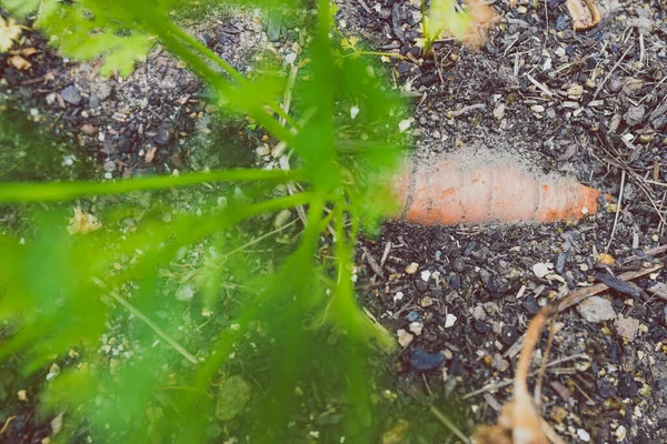 Carrot Plant Outdoor Sunny Vegetable Garden Shot Shallow Depth Field — Stock Photo, Image