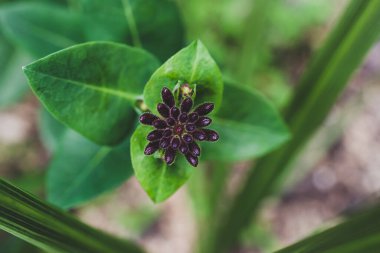 Avustralya yerlisi Lonicera Hanımeli Havai fişek fabrikası güneşli arka bahçede sığ bir alanda vuruldu.