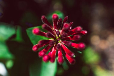 Avustralya yerlisi Lonicera Hanımeli Havai fişek fabrikası güneşli arka bahçede sığ bir alanda vuruldu.