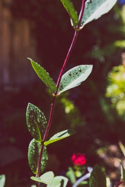 Avustralya yerlisi Lonicera Hanımeli Havai fişek fabrikası güneşli arka bahçede sığ bir alanda vuruldu.