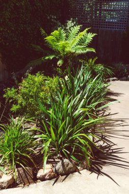 Avustralya 'nın yerli bitkileri güneşli arka bahçelerde sığ tarlalarda çekim yapıyorlar.