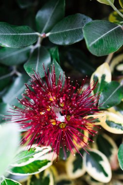 Yeni Zelandalı metrosideros thomasii Noel çalı bitkisi güneşli arka bahçede sığ bir tarlada vuruldu.