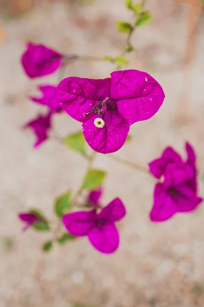 Close Του Μοβ Bougainvillea Φυτό Εξωτερική Στην Ηλιόλουστη Αυλή Πυροβόλησε — Φωτογραφία Αρχείου