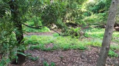 Tazmanya, Avustralya 'da çalılıklarda yürürken yemyeşil, bitkilerin arasında saklanmış padekarpuz valeleri.