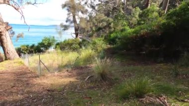 Tazmanya, Avustralya 'daki Boronia Sahili' nde el değmemiş vahşi doğa. Kıyılarında yemyeşil bitki örtüsü, kayalar ve berrak mavi su var.