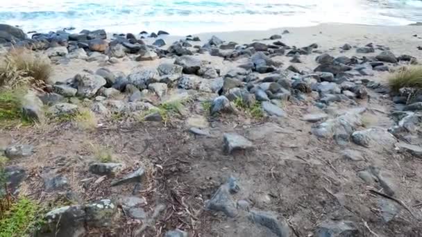 Ongerepte Wilde Landschap Boronia Beach Tasmanië Australië Met Weelderige Vegetatie — Stockvideo