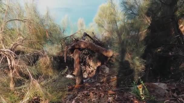 Regenboog Stormachtige Luchten Omgeven Door Een Ongerept Wild Landschap Boronia — Stockvideo