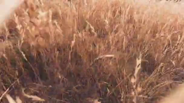 Búzafű Mező Kamerával Növényeken Keresztül Fényes Arany Fénnyel — Stock videók