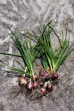 Ev yapımı soğanlar bahçedeki beton kaldırımda toplandı. Sığ bir tarlanın sığ sularında güneşli sebze bahçesinde çekildi.