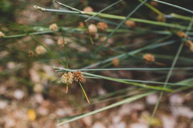 Avustralya 'nın yerlisi Ficinia Nodosa çim bitkisi güneşli arka bahçede sığ bir alanda vuruldu.