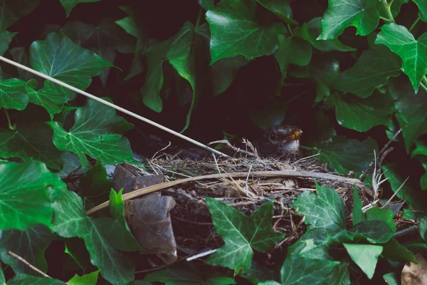 Yuvasında Telefon Lensi Ile Çekilen Sarmaşık Bitkileriyle Çevrili Anne Kuş — Stok fotoğraf