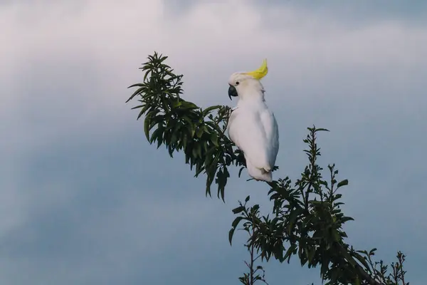 澳大利亚用心灵感应镜头拍摄的油桃树枝顶部的硫磺烤鹦鹉 — 图库照片