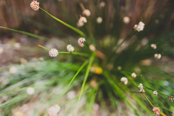Native Australien Ficinia Nodosa Herbe Plante Plein Air Dans Cour — Photo