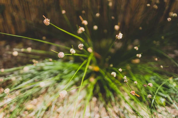 Nativní Australská Ficinia Nodosa Tráva Rostlina Venku Slunném Dvoře Střílel — Stock fotografie