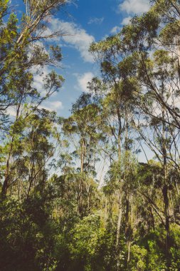 Popüler Blackmans Körfezi banliyösü yakınlarındaki Fosil Koyu 'na yapılan yürüyüş sırasında vahşi Tazmanya çalı manzarası