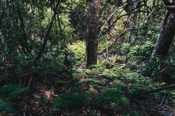 Wild Tasmanian Bush Landscape Hike Fossil Cove Popular Blackmans Bay — Stock Photo, Image