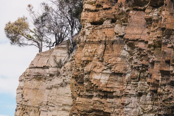 Paysage Sauvage Tasmanie Lors Une Randonnée Fossil Cove Avec Des — Photo